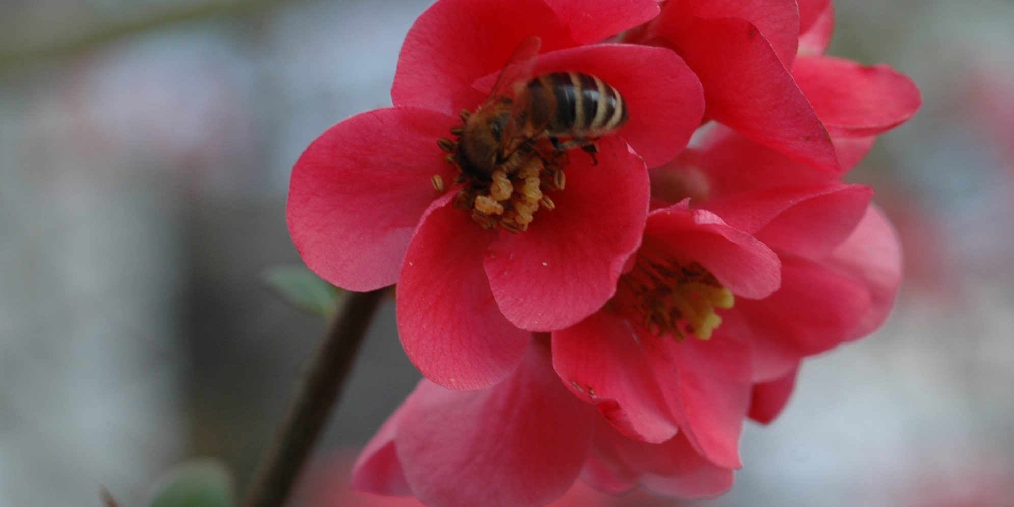 Biene auf Jap. Scheinquitte