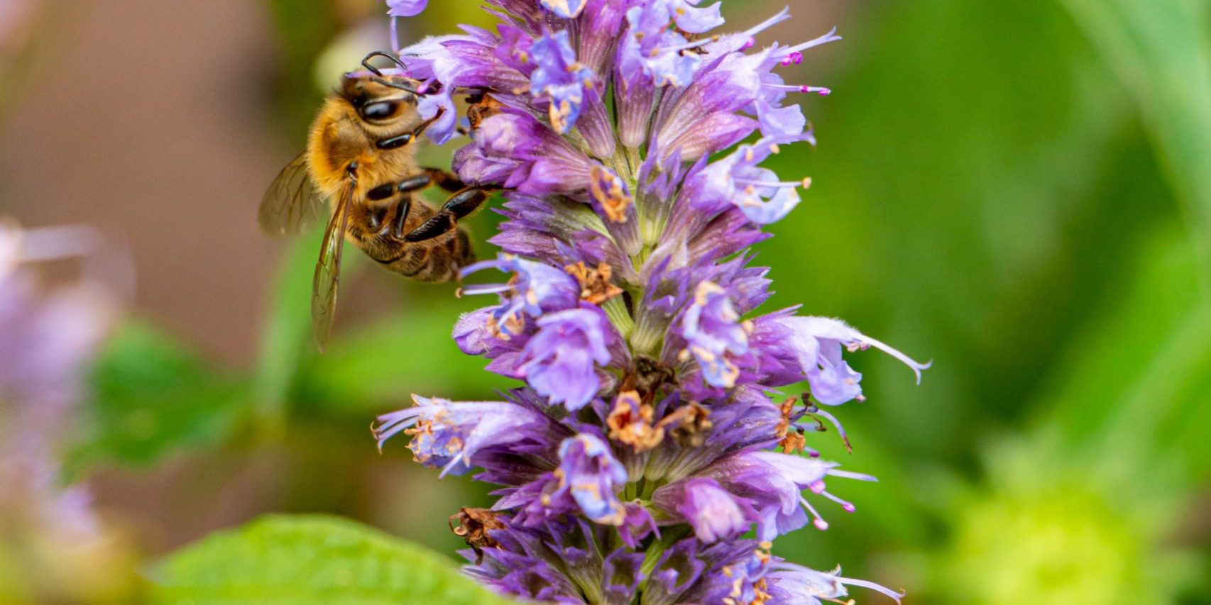 Imkerverein, Pflanzaktion 06