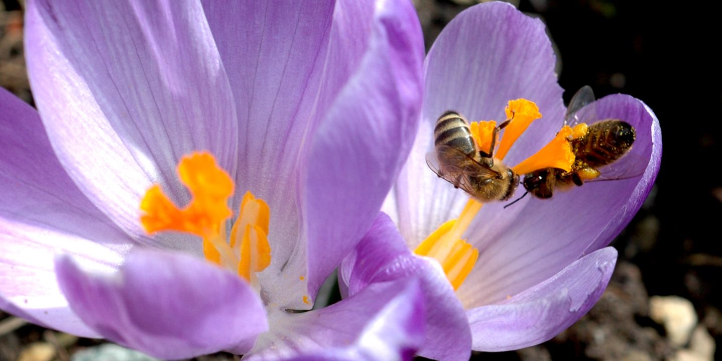 Krokus – lockende Narben 4 – ps