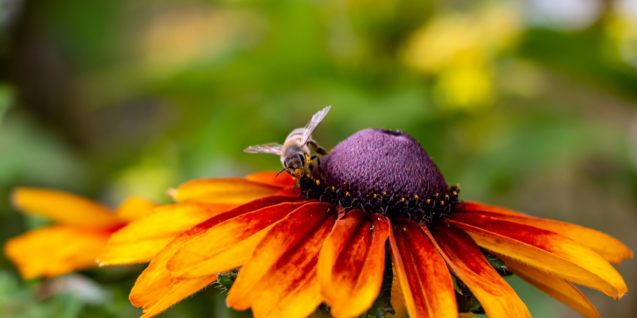 Ochsenfest, Imkereiverein 30
