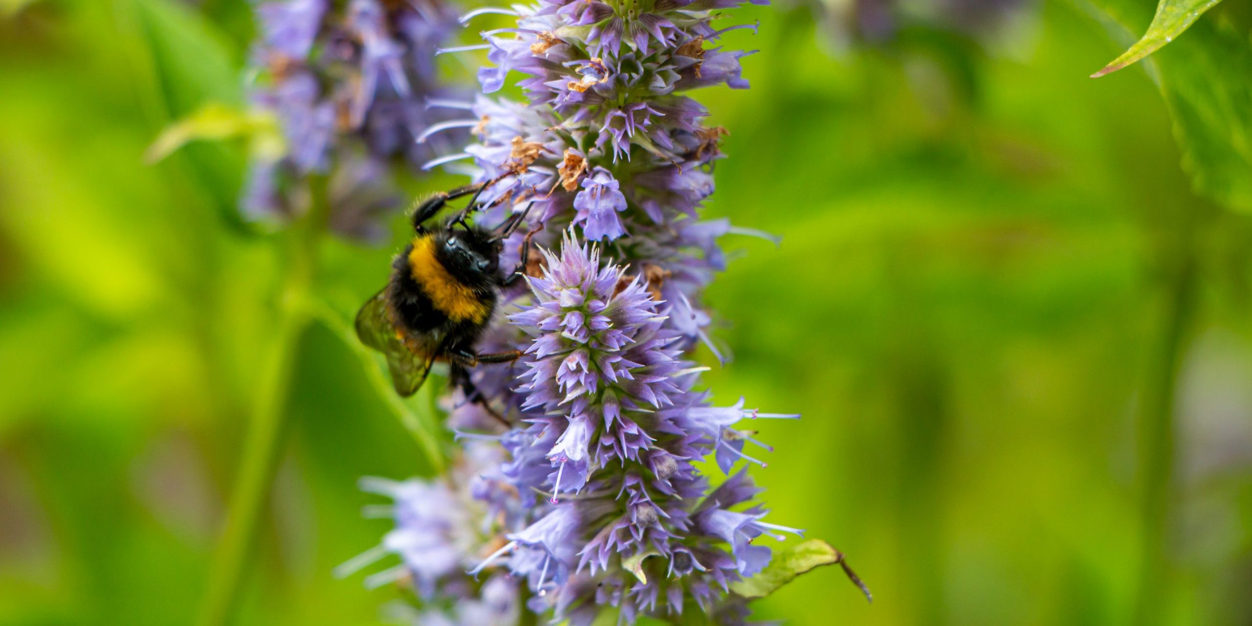 Ochsenfest, Imkereiverein 32