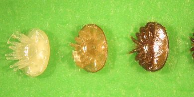 fittosize__870_0_5df941ebb39662a6e1ae9d7798ddf39b_header_varroa