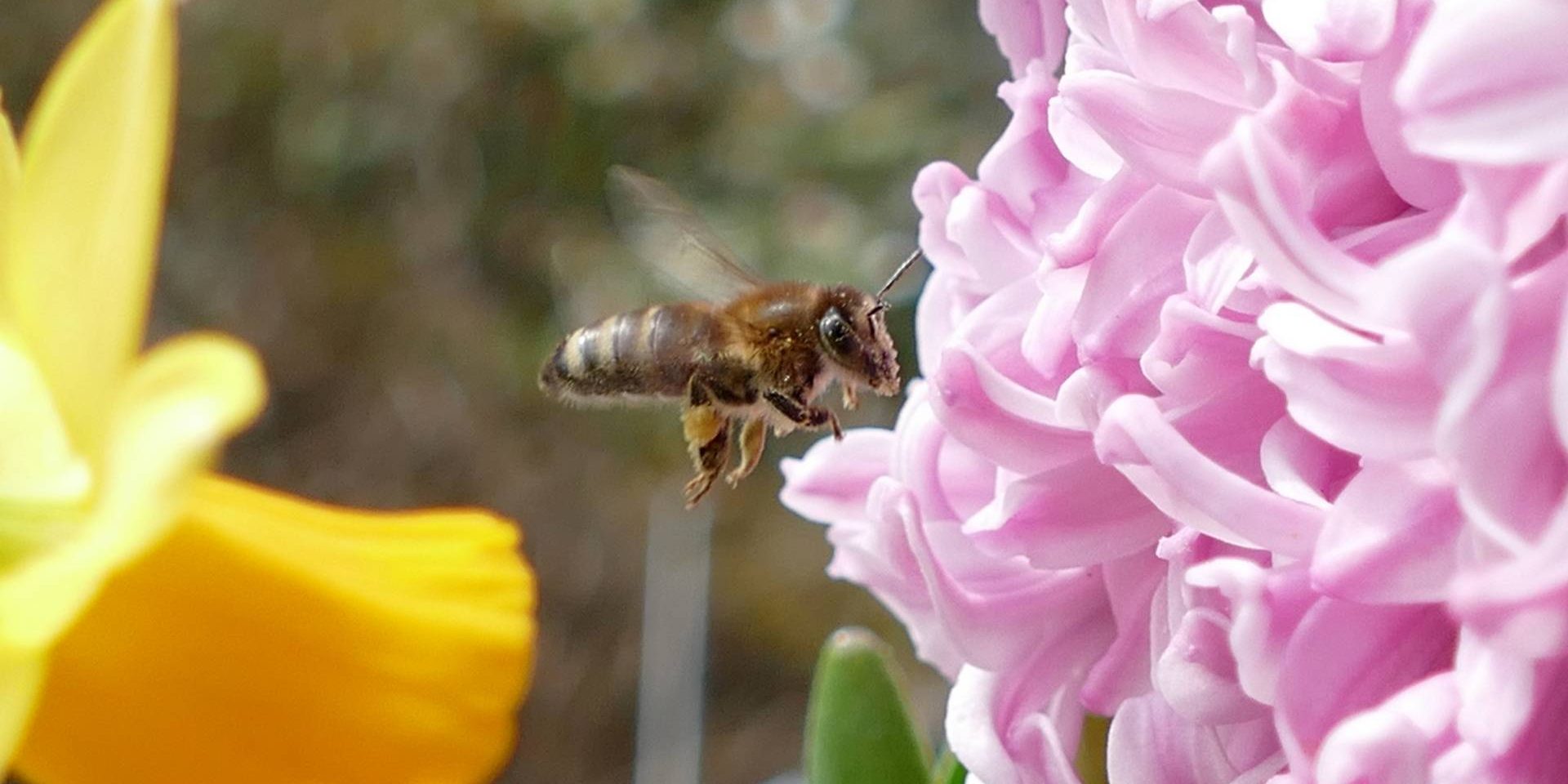 imkerverein-wetzlar__002